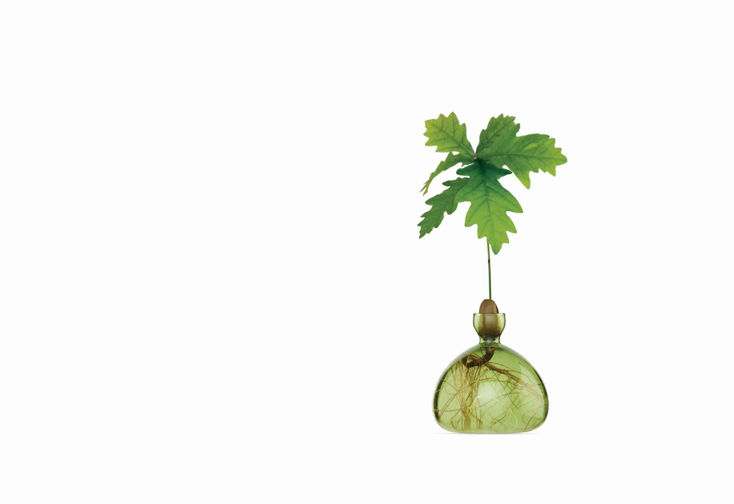 Acorn Vase