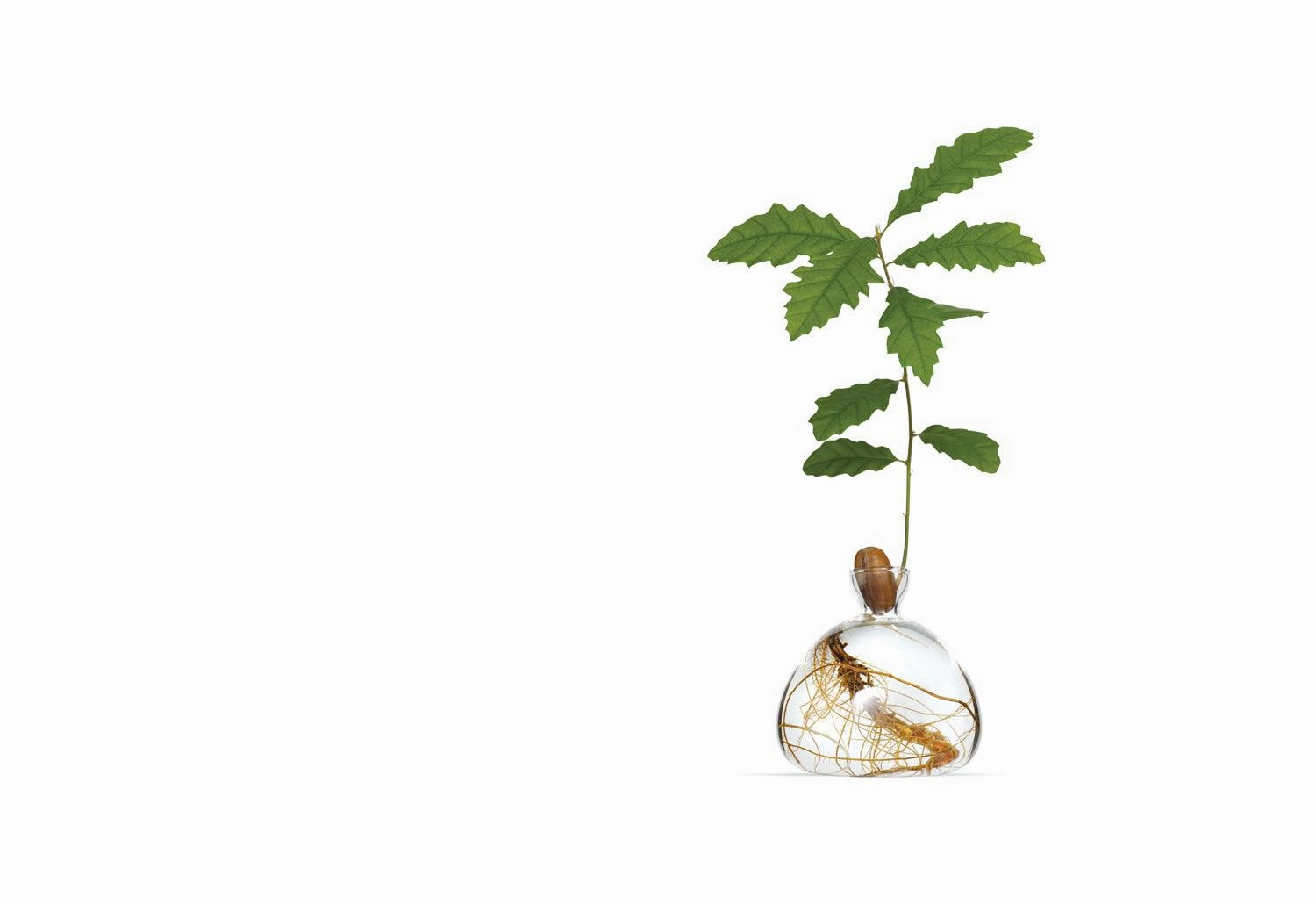 Acorn Vase