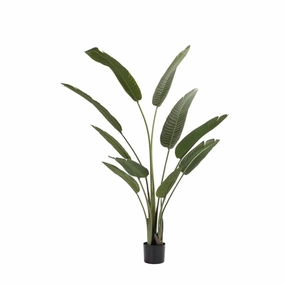 BIRDS OF PARADISE PLANT IN POT- 160cm(H)outdoor patio furniture set
