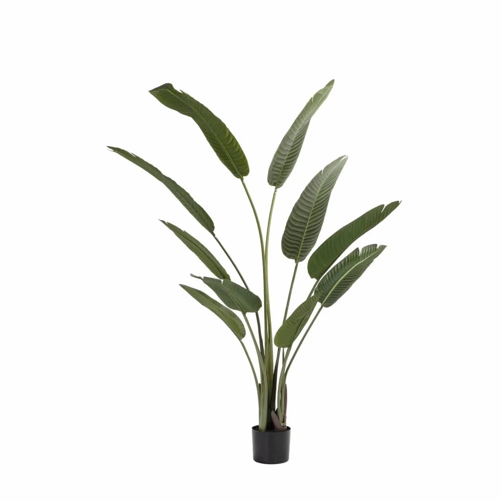 BIRDS OF PARADISE PLANT IN POT- 160cm(H)outdoor patio furniture set