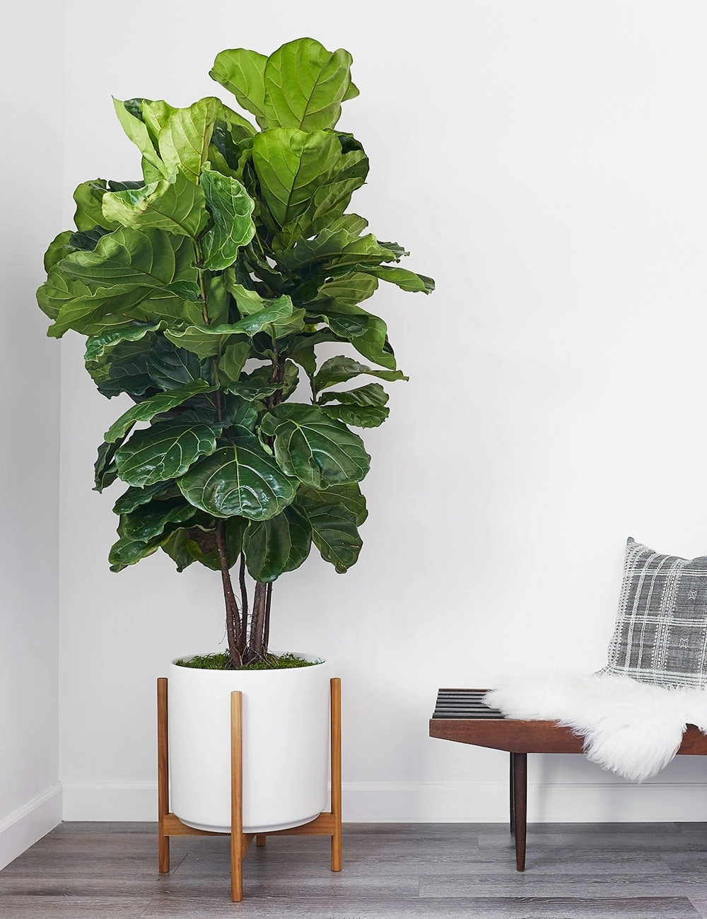 Ceramic Planter Pot   Teak Stand by LBE Design