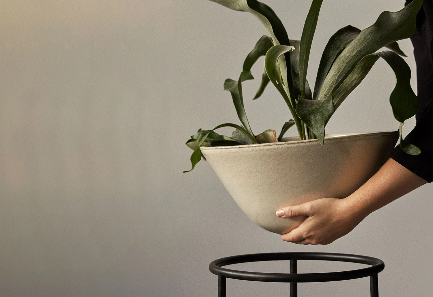 Daiza Planter