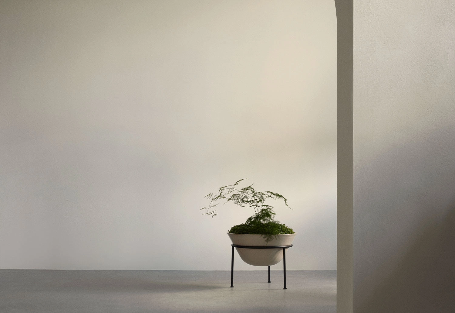 Daiza Planter
