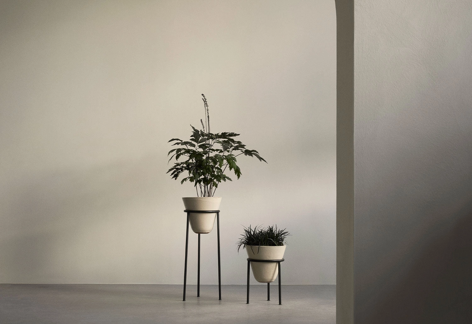 Daiza Planter