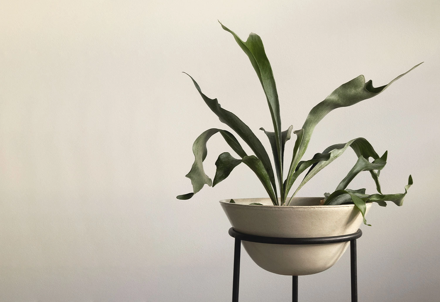 Daiza Planter
