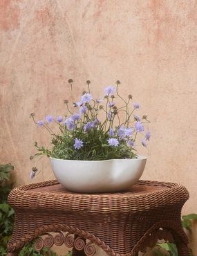 Dempsy Low Planter by Sarah Sherman Samuel mini herb garden planters for kitchen