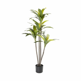 DRACAENA FRAGRANS PLANT IN POT - 120cm(H)outdoor patio furniture set