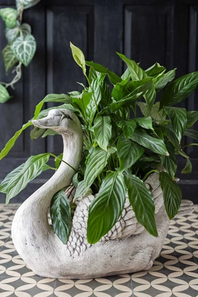 Decor