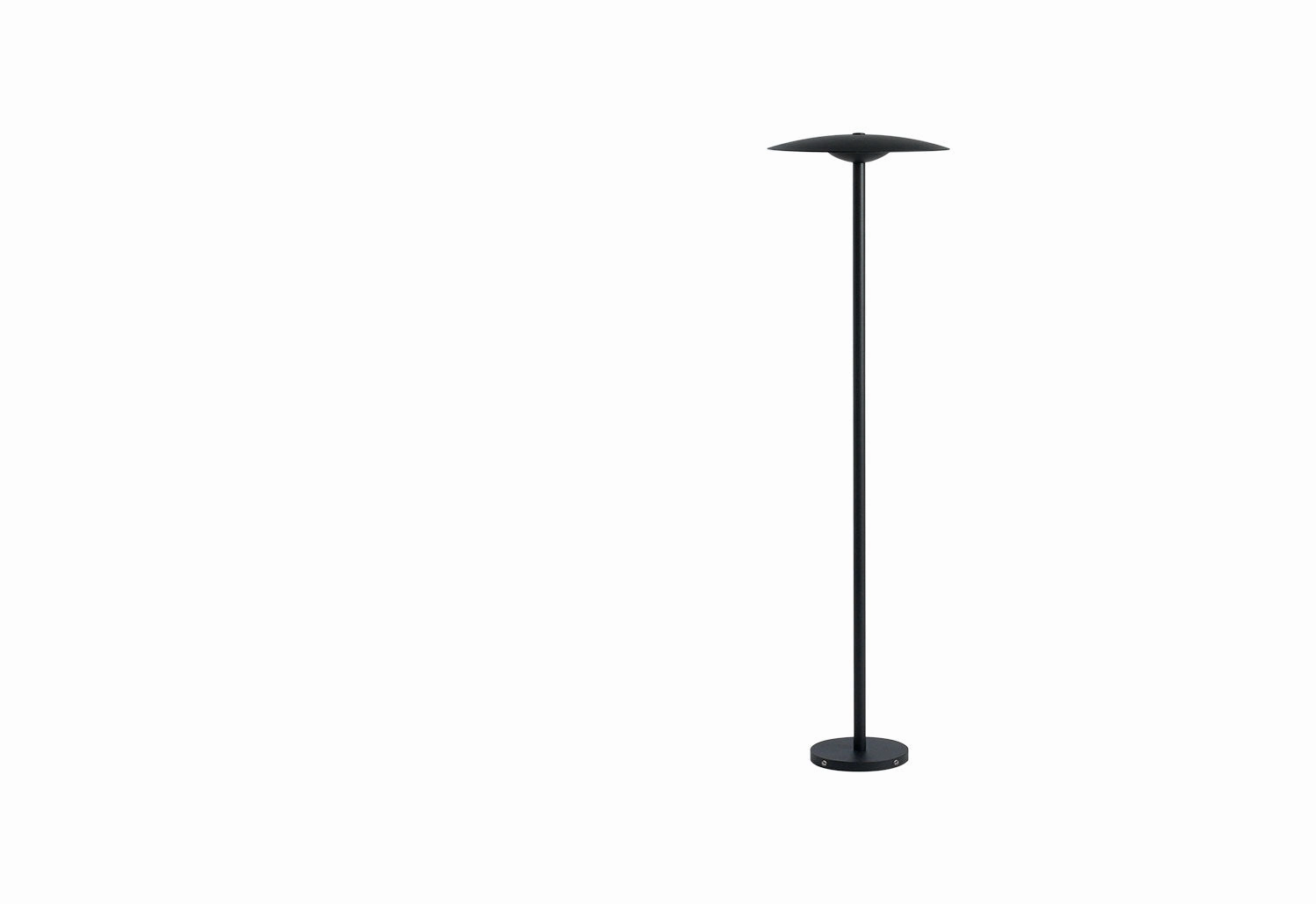 Ginger Bollard