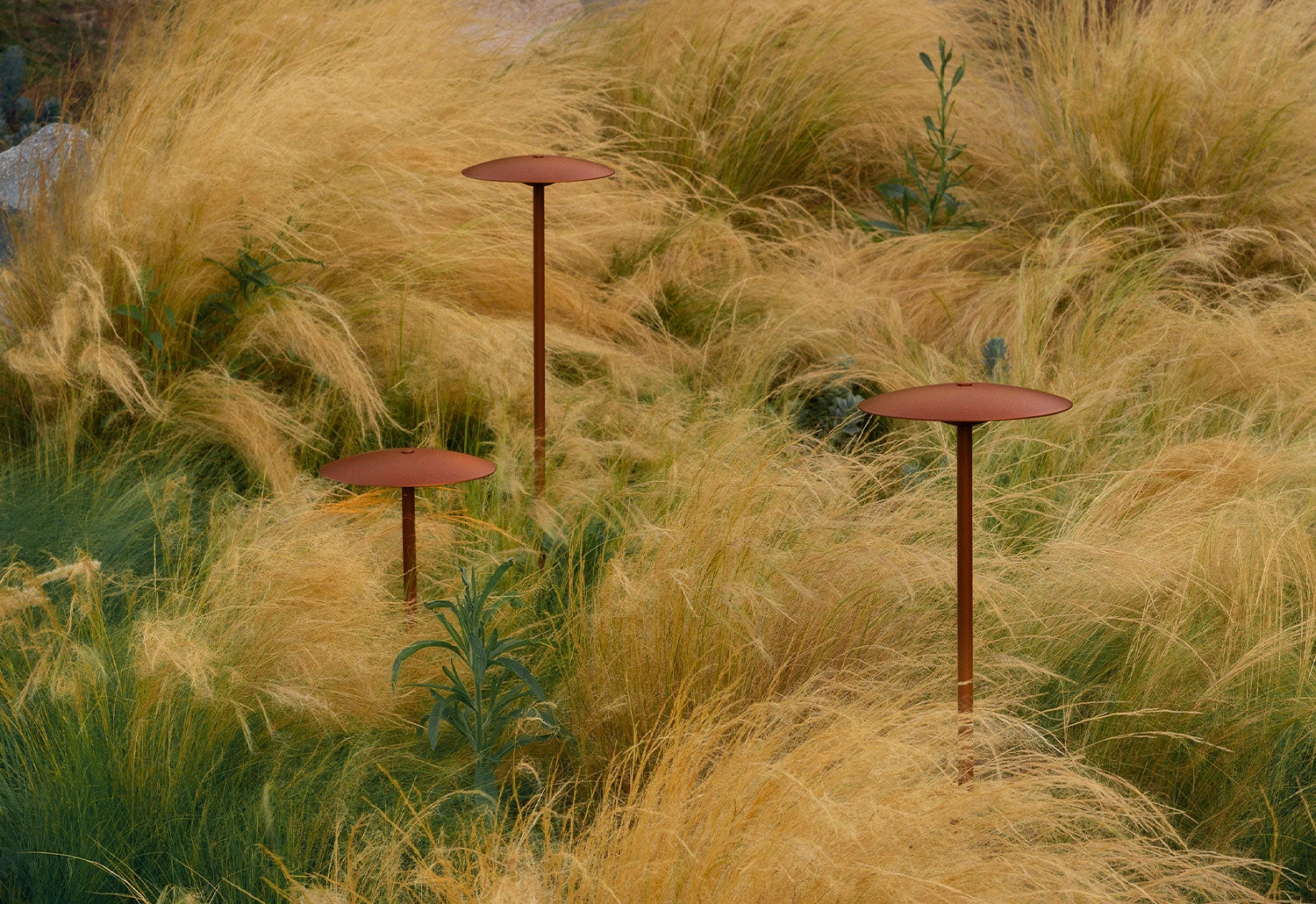 Ginger Bollard