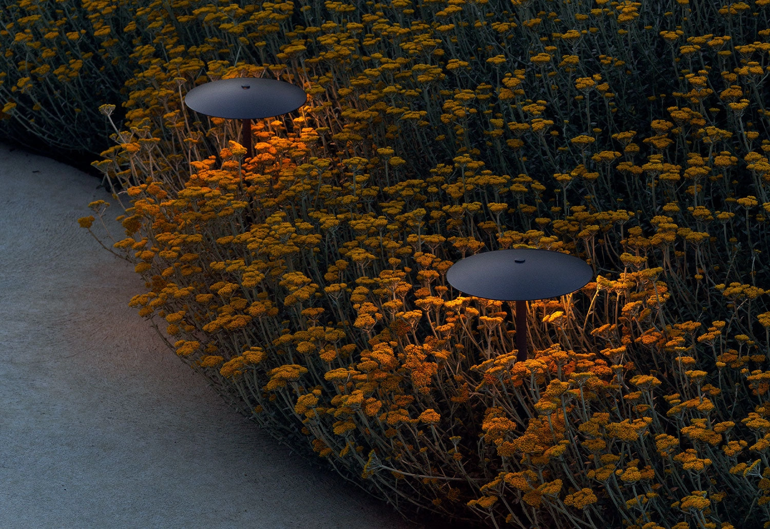 Ginger Bollard