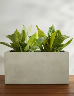 Sandal Planter by Campania International mini herb garden planters for kitchen