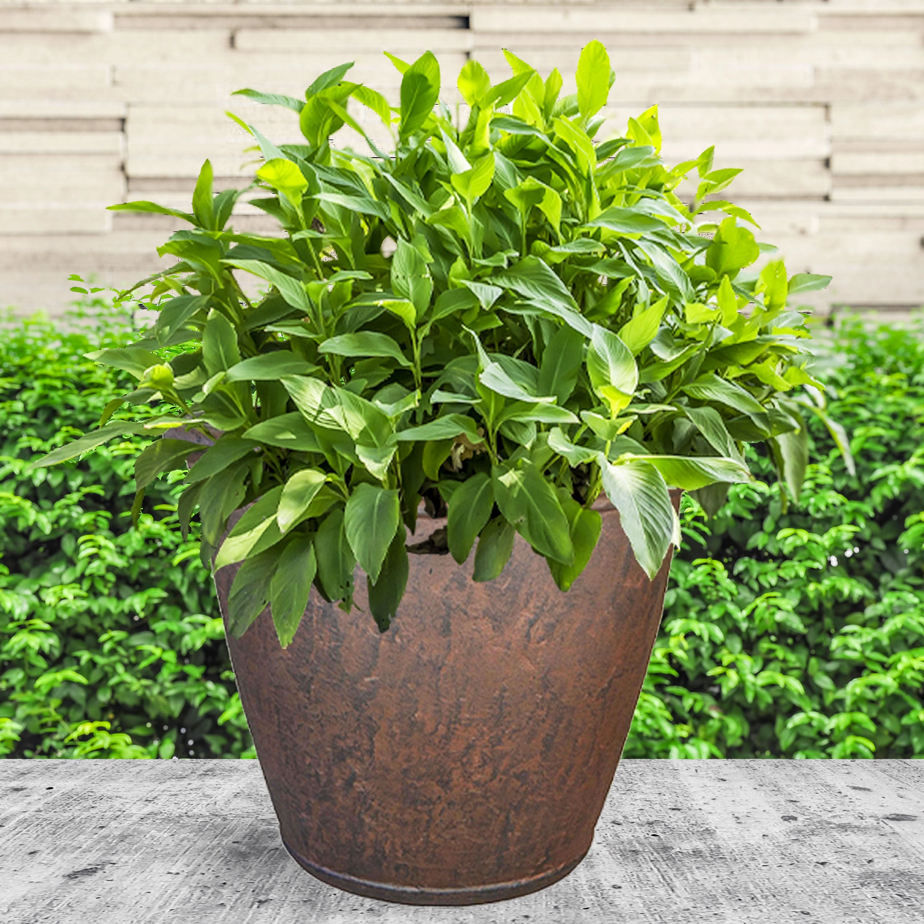 Sunnydaze Anjelica Polyresin Outdoor Flowerpot Planter