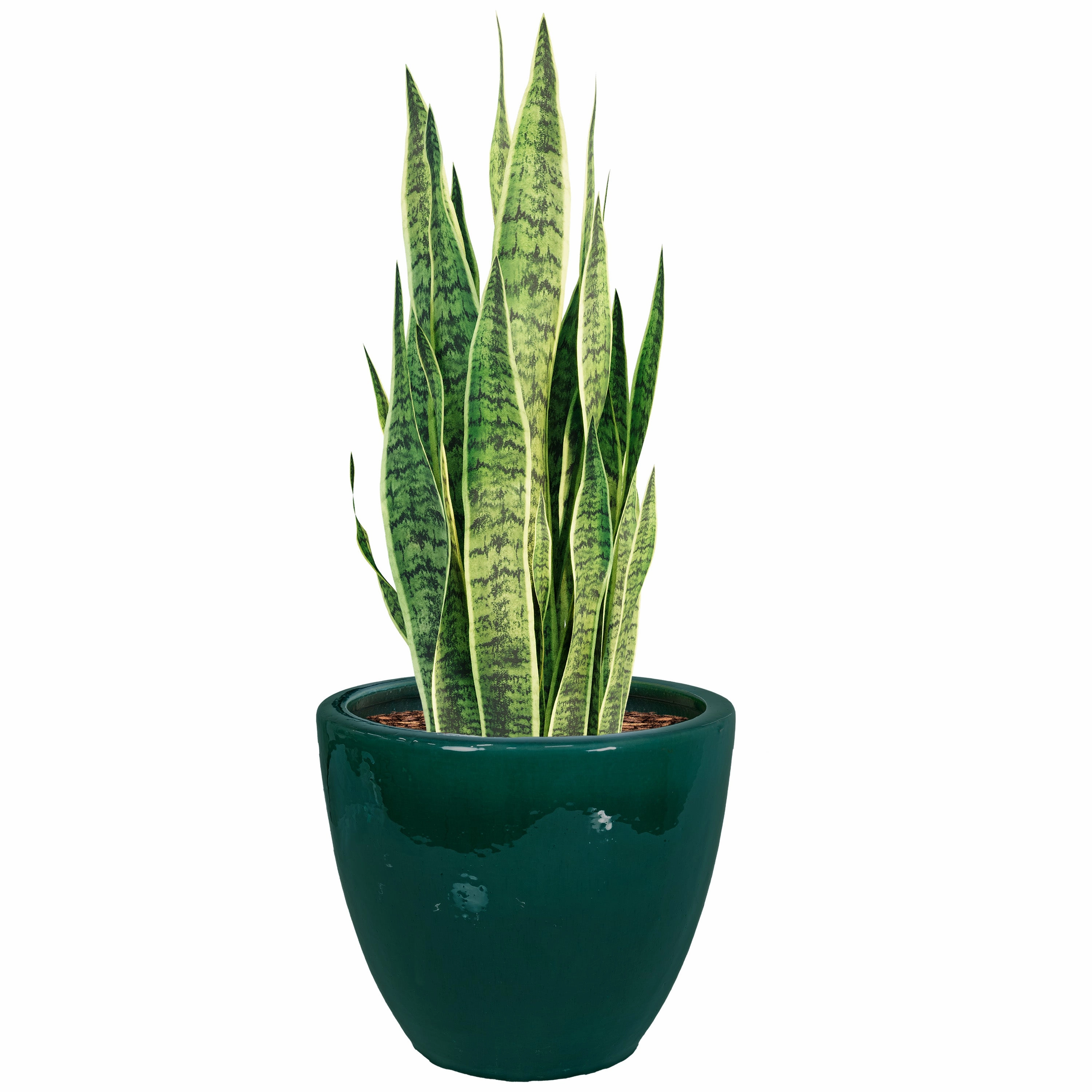 Sunnydaze Resort Round Glazed Ceramic Planter with Drainage